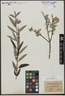 Foto von Salix viminalis L.